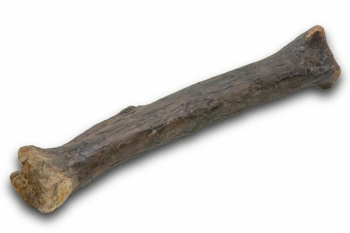 Fossil Raptor (Anzu wyliei) Tibia from Right Leg - Montana #379505